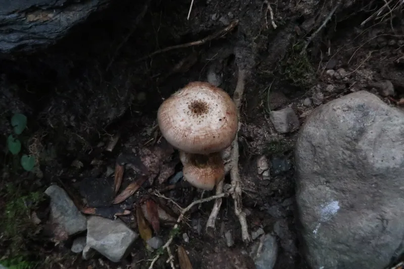 Armillaria bulbosa 1 - Sombrero